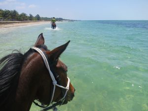 Rando Cheval Mozambique