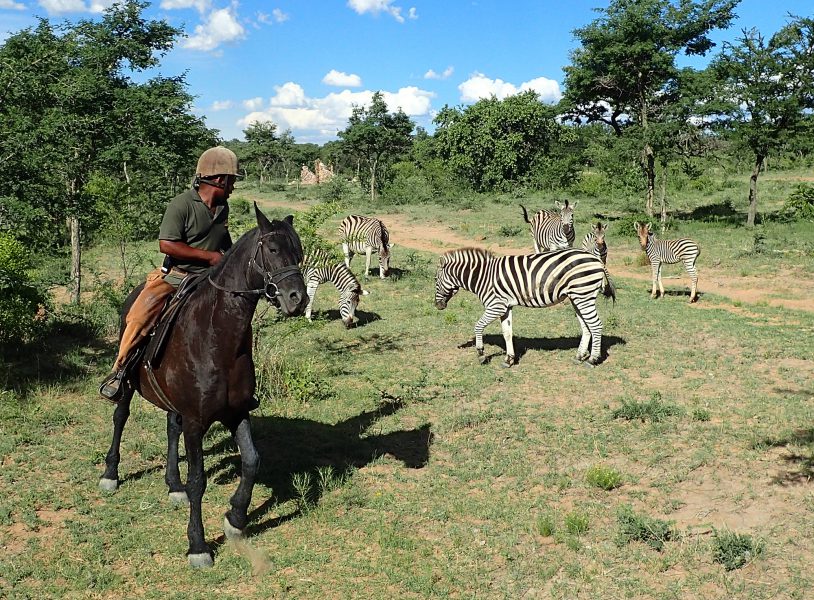 Safari à cheval en Afrique du Sud