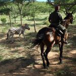 Safari en Afrique du Sud