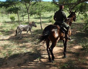 Safari en Afrique du Sud