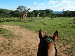 Safari en Afrique du Sud