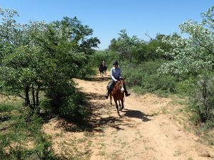 Safari en Afrique du Sud