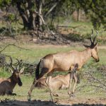 Bubale Roux - Afrique du Sud