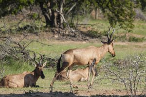 Bubale Roux - Afrique du Sud